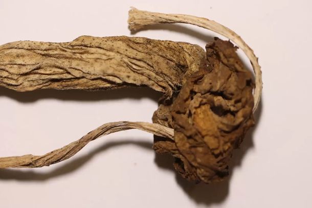 still / picture for Vida