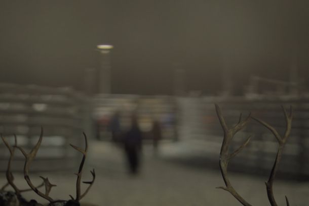 still / picture for Reindeer