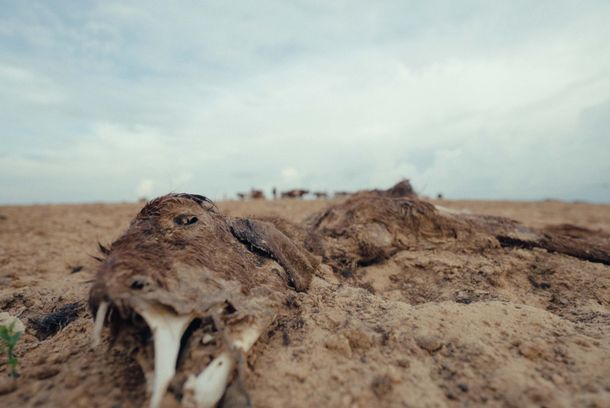 still / picture for Keeper of the Heavens (حارس السماء)