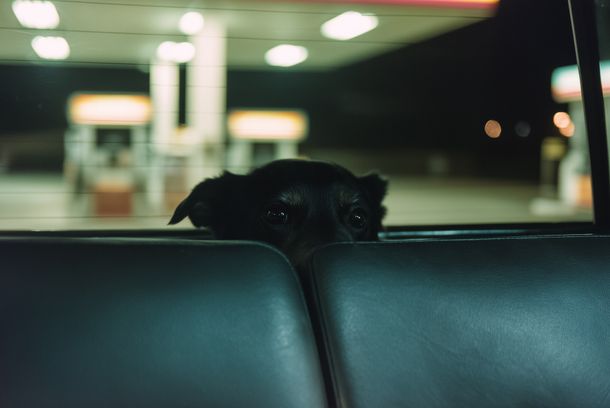 still / picture for A Última Cachorra