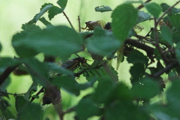 still / picture for Eastern Anthems
