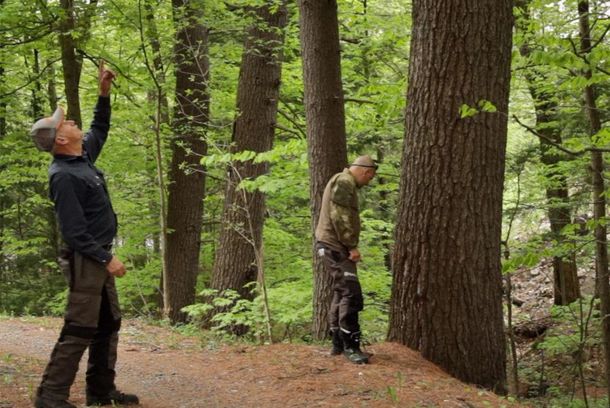 still / picture for FOREST CODE
