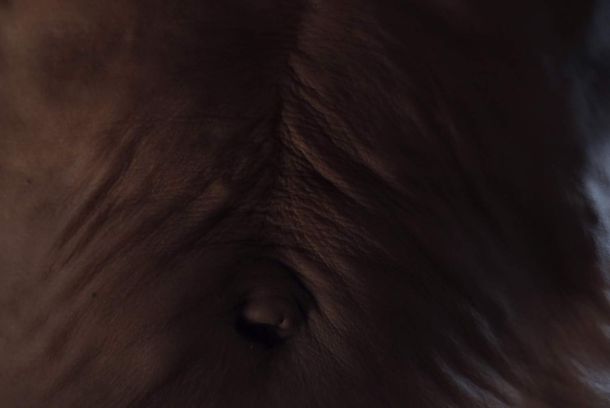 still / picture for Murciélago