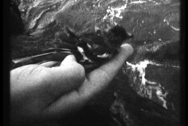 still / picture for Tender