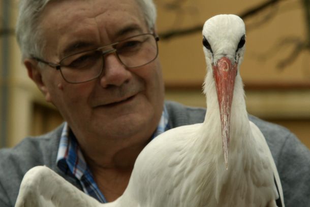 still / picture for Storks