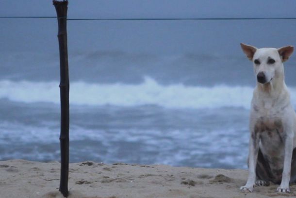 still / picture for Birha
