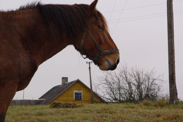 still / picture for Man-Horse