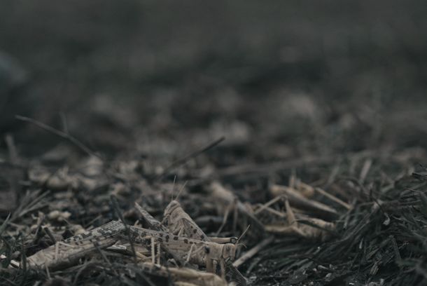 still / picture for Shelter