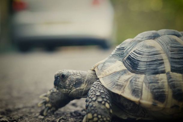 still / picture for The Tortoise