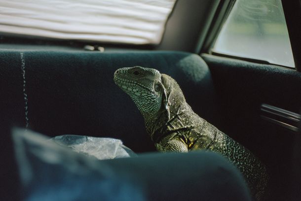 still / picture for A Última Cachorra