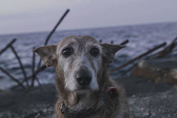still / picture for Tre Uomini e un Cane (Three Men and a Dog)