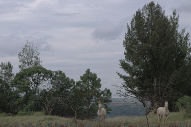 still / picture for Caballerango