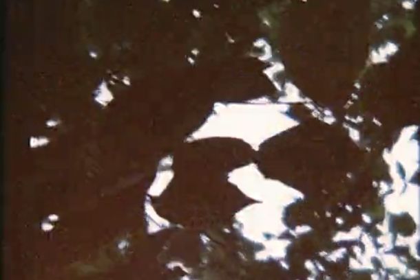 still / picture for HOJAS