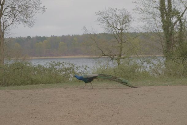 still / picture for About Happy Hippos & Sad Peacocks