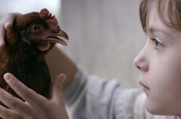 still / picture for The Chicken