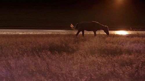 still / picture for Yellow Colt