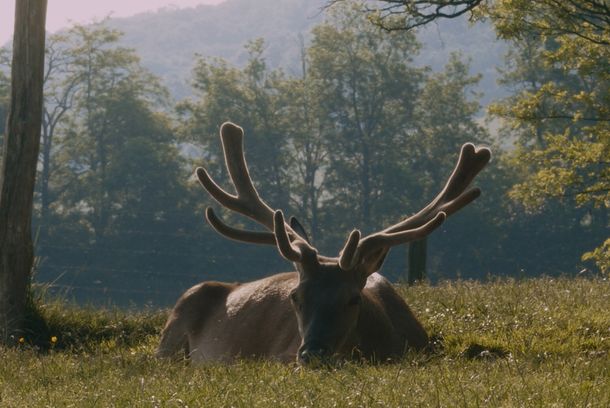 still / picture for PULSE