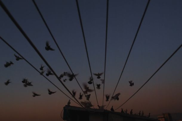 still / picture for Kash Kash - Without Feathers We Can't Live