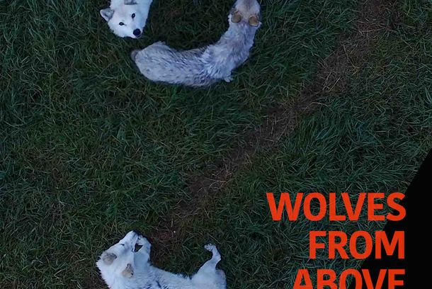 still / picture for Wolves from Above 