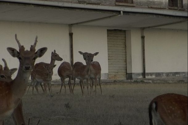 still / picture for Pagine di storia naturale