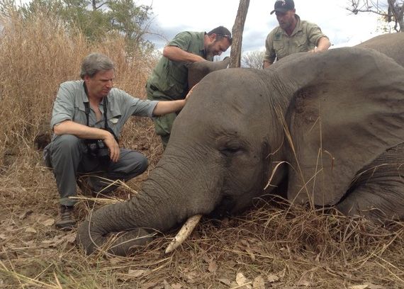 still / picture for Working Title: Humans and Elephants