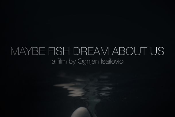still / picture for Maybe Fish Dream Of Us