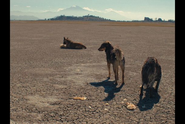 still / picture for Salvaje