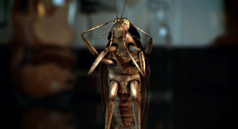 still / picture for Cockroach