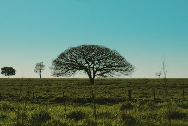 still / picture for Borá