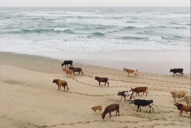 still / picture for Where the cattle wait