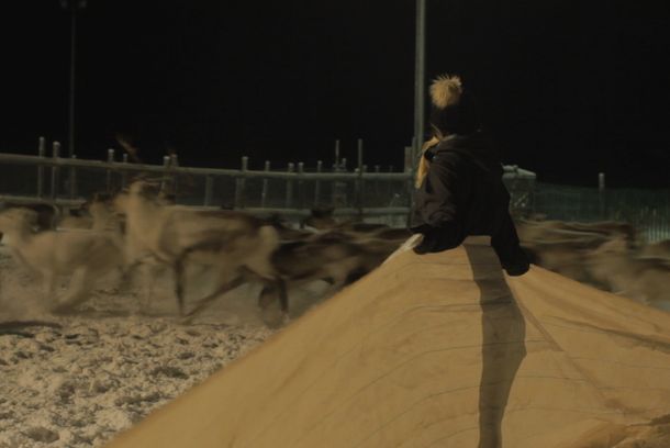 still / picture for Reindeer