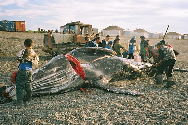 still / picture for The Whale from Lorino